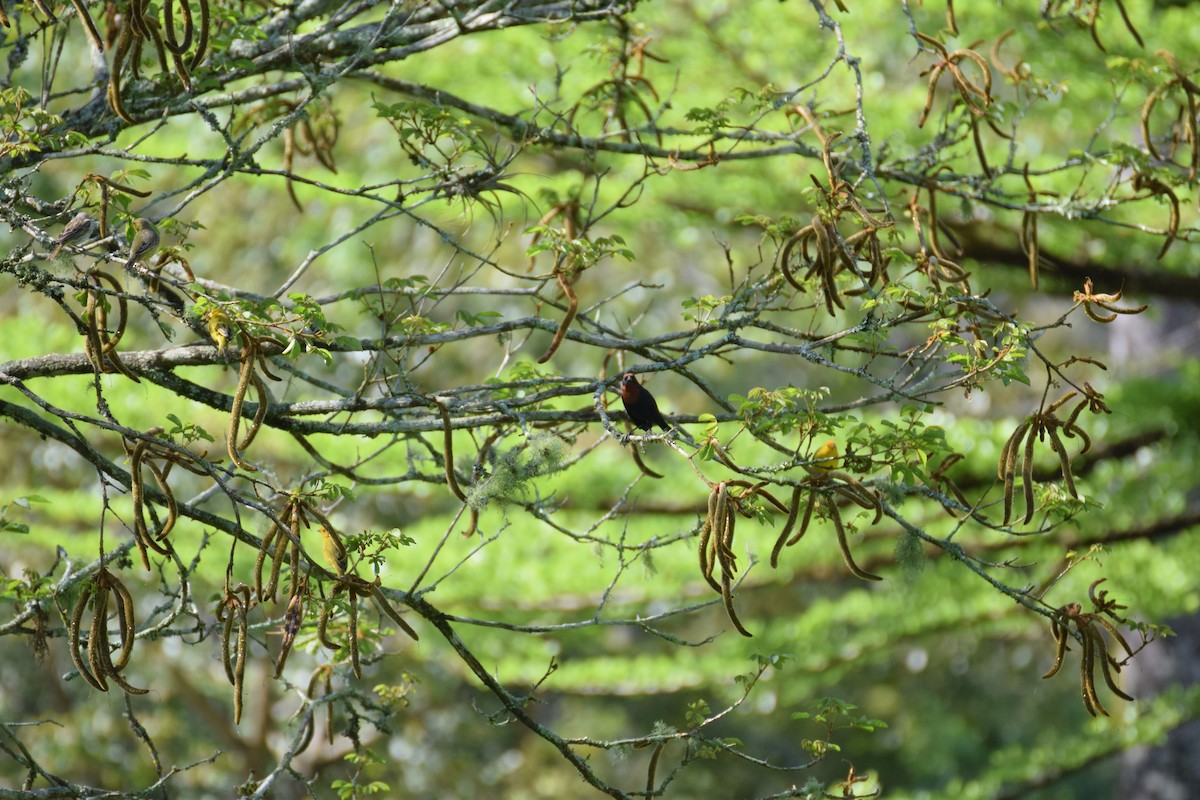 Chestnut-capped Blackbird - ML642455967