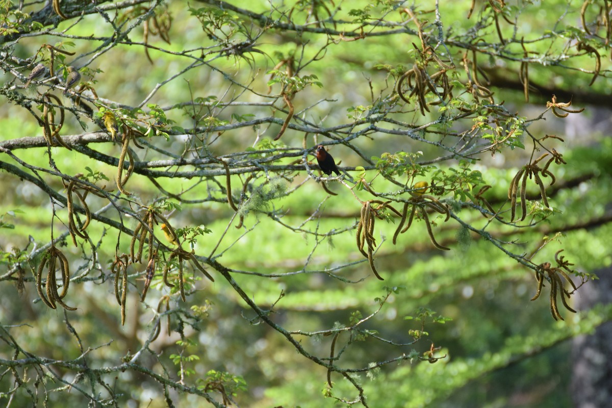 Chestnut-capped Blackbird - ML642455968