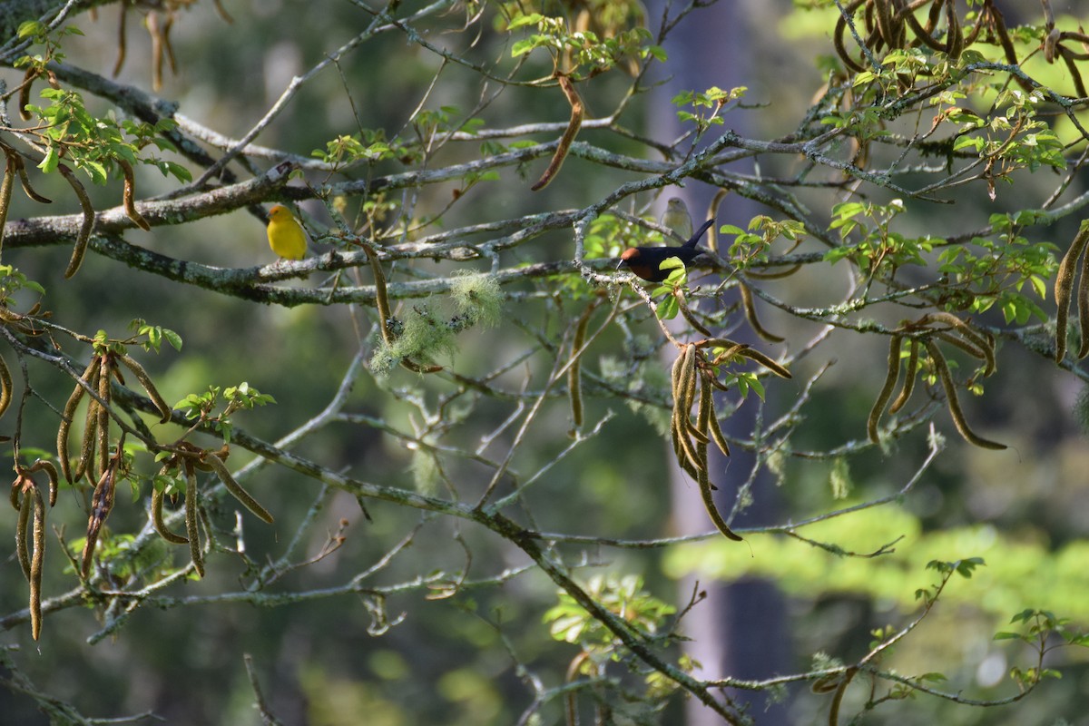 Chestnut-capped Blackbird - ML642455969