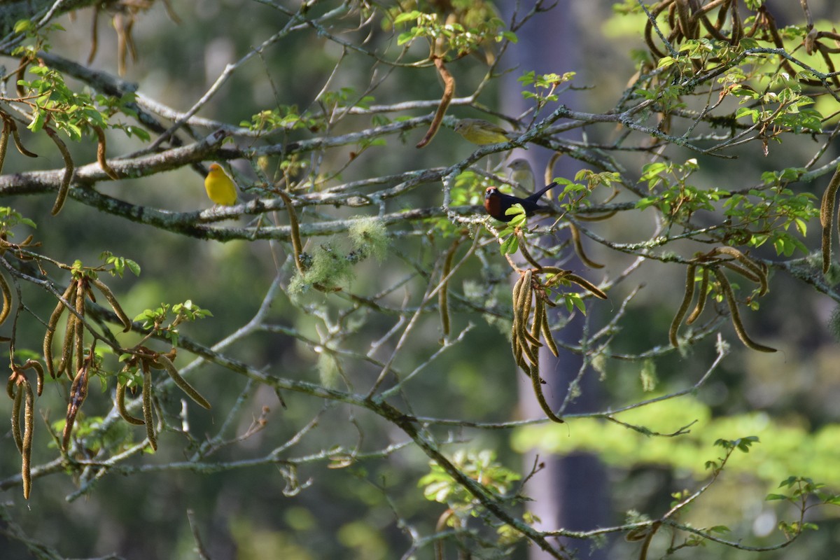 Chestnut-capped Blackbird - ML642455970