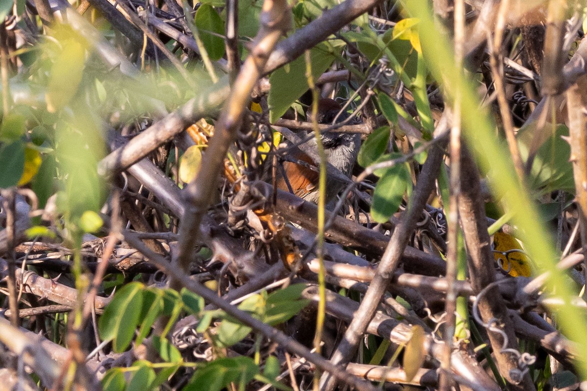 Cinereous-breasted Spinetail - ML642455976