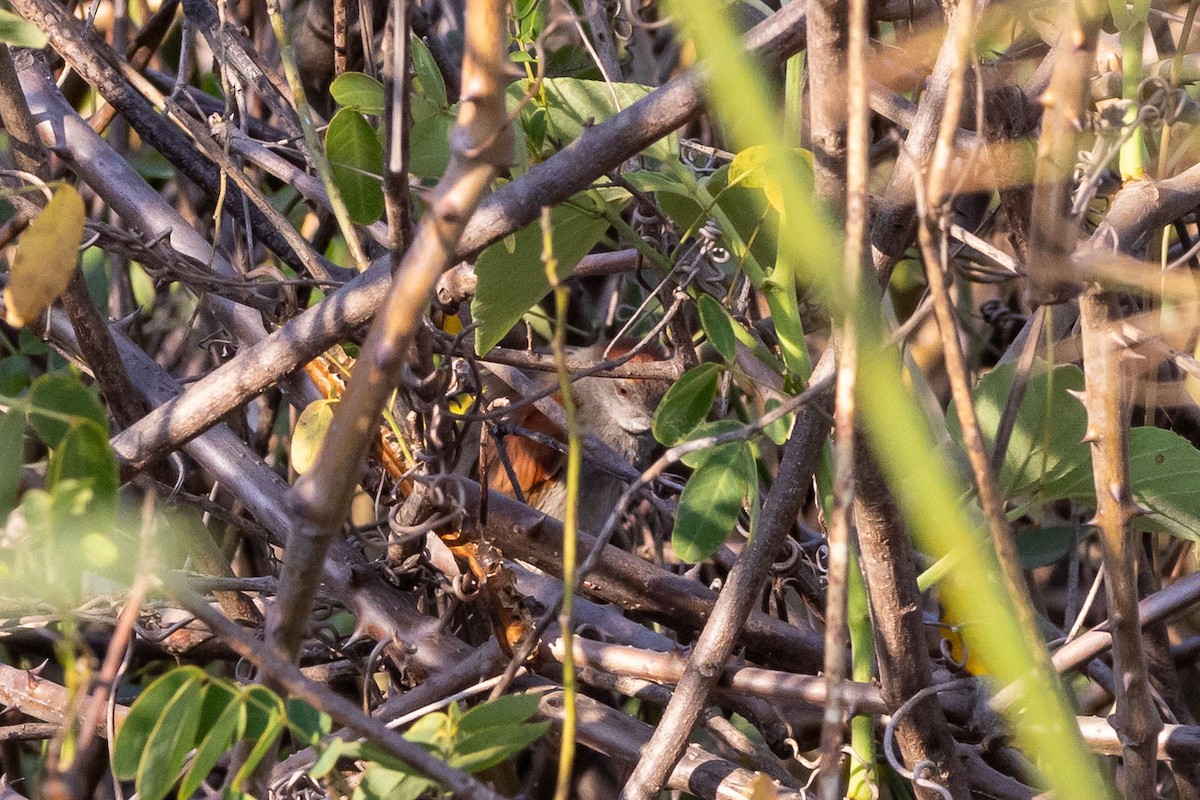 Cinereous-breasted Spinetail - ML642455977