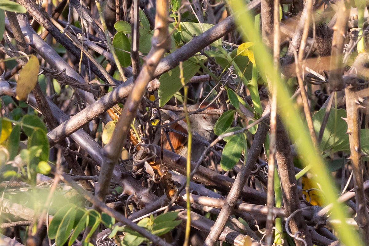 Cinereous-breasted Spinetail - ML642455978