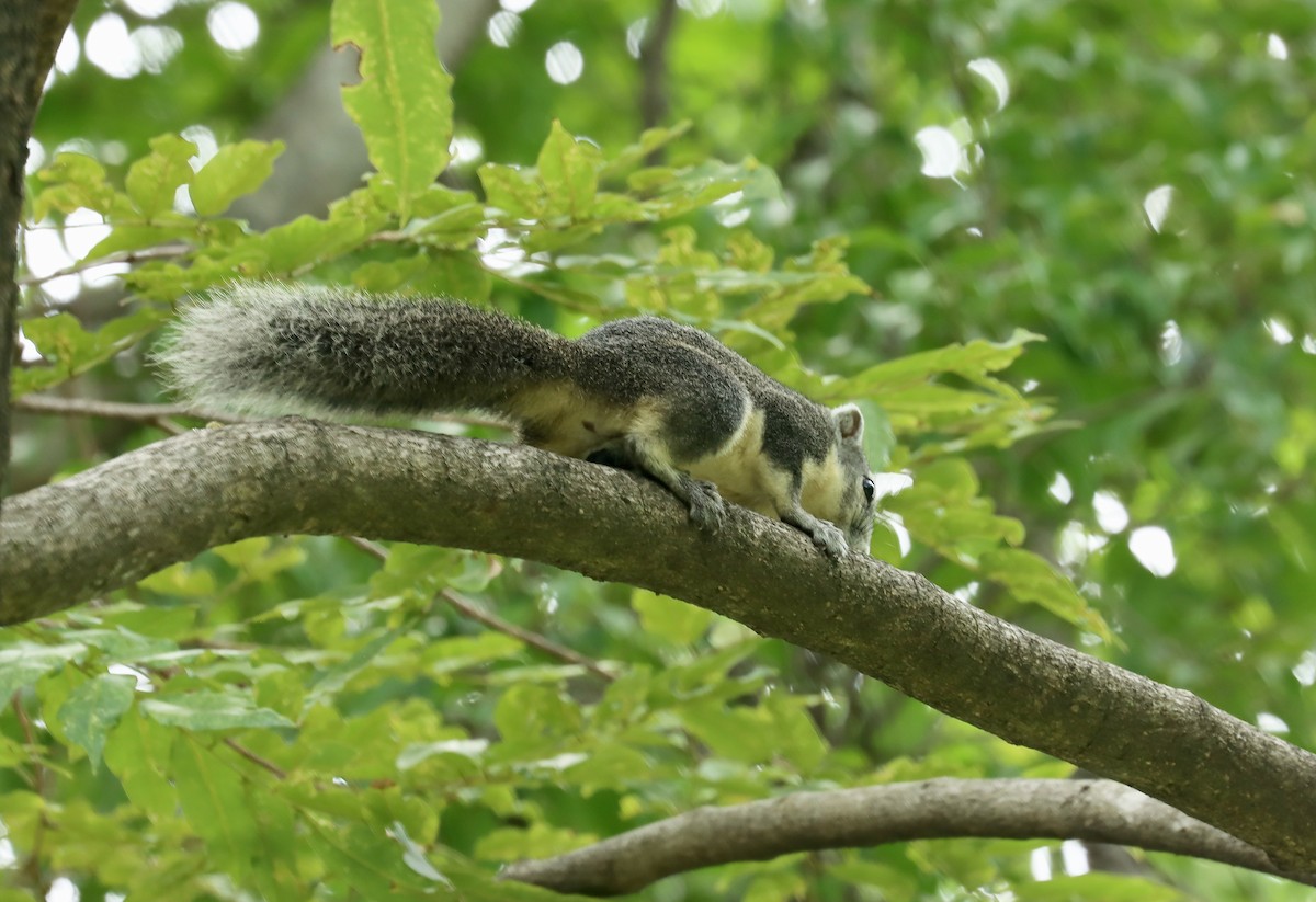 Finlayson's Squirrel - ML642455990