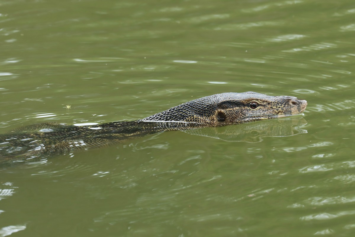 Southeast Asian Water Monitor - ML642456011