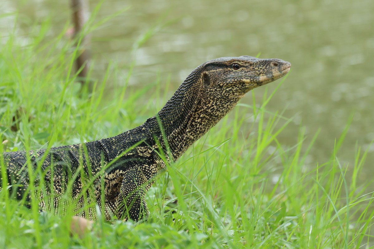 Southeast Asian Water Monitor - ML642456012
