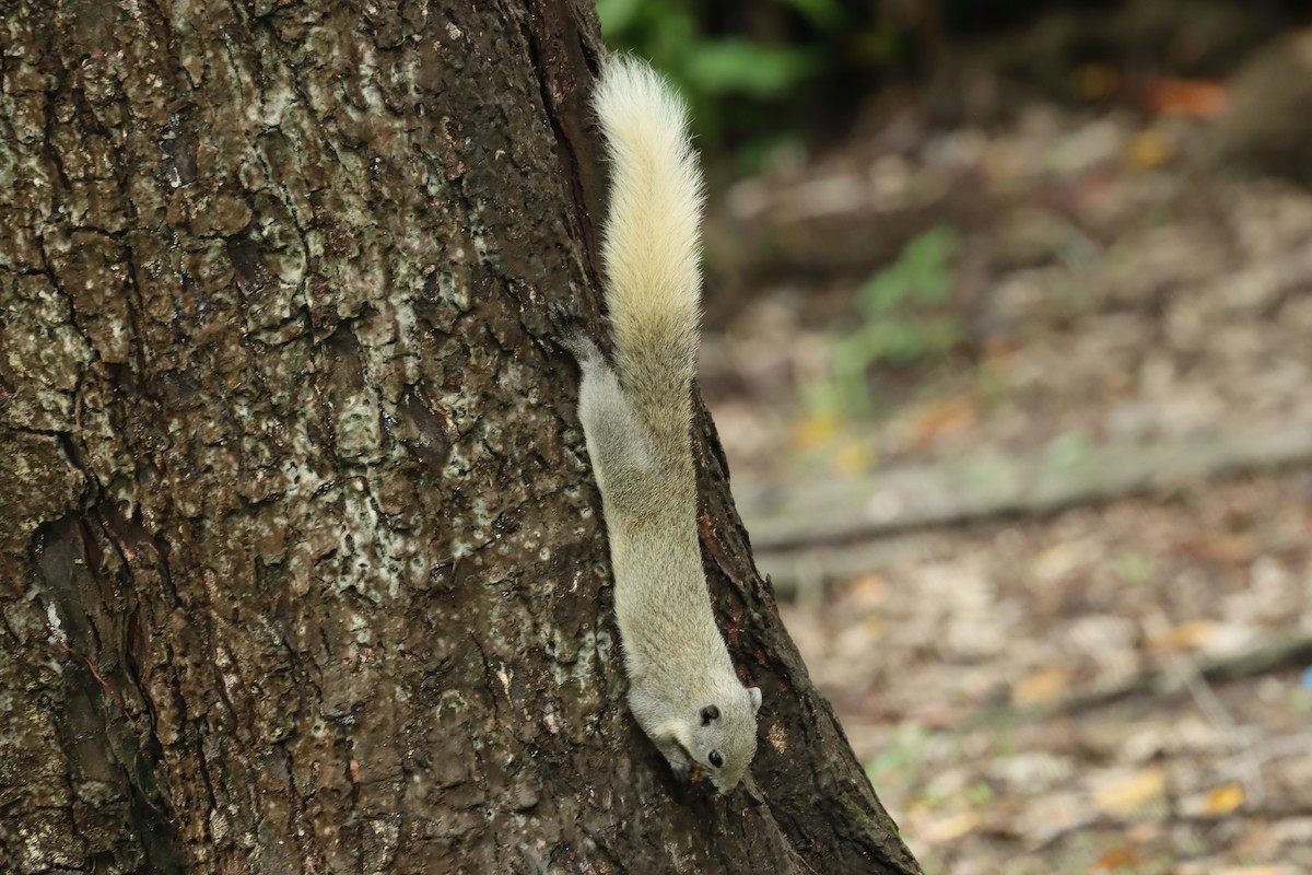 Finlayson's Squirrel - ML642456015