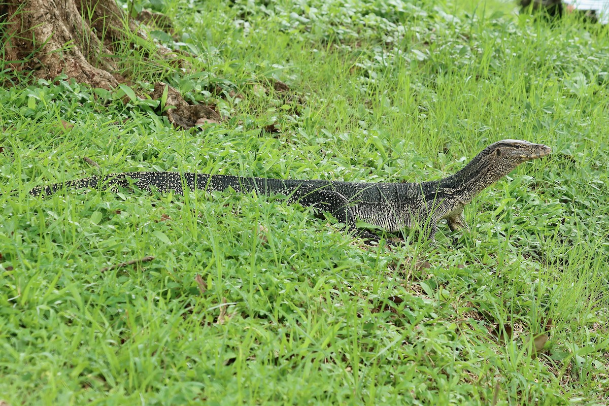 Southeast Asian Water Monitor - ML642456016