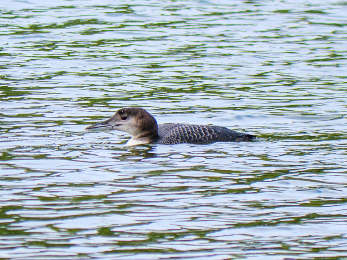 Yellow-billed Loon - ML642456061