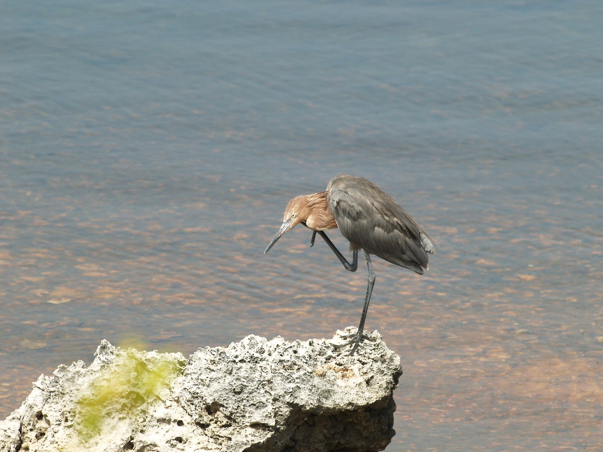 アカクロサギ - ML642456066
