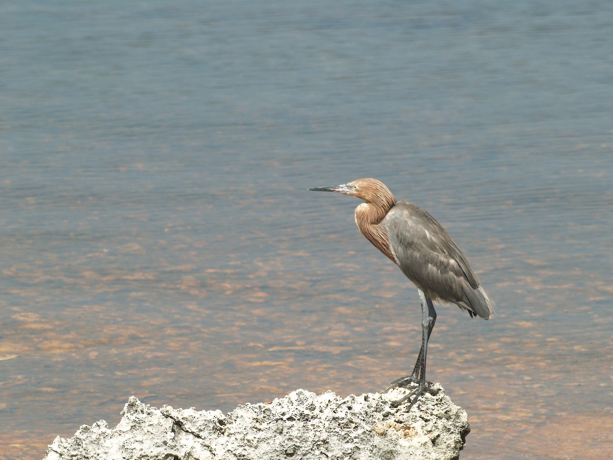 アカクロサギ - ML642456067