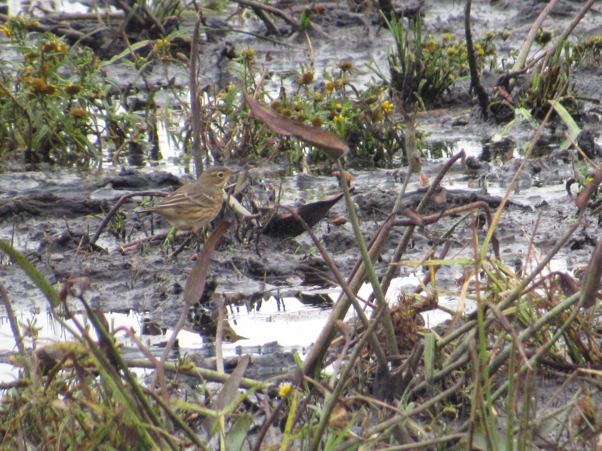American Pipit - ML642456076