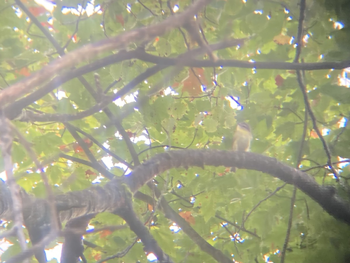 Philadelphia Vireo - ML642456103