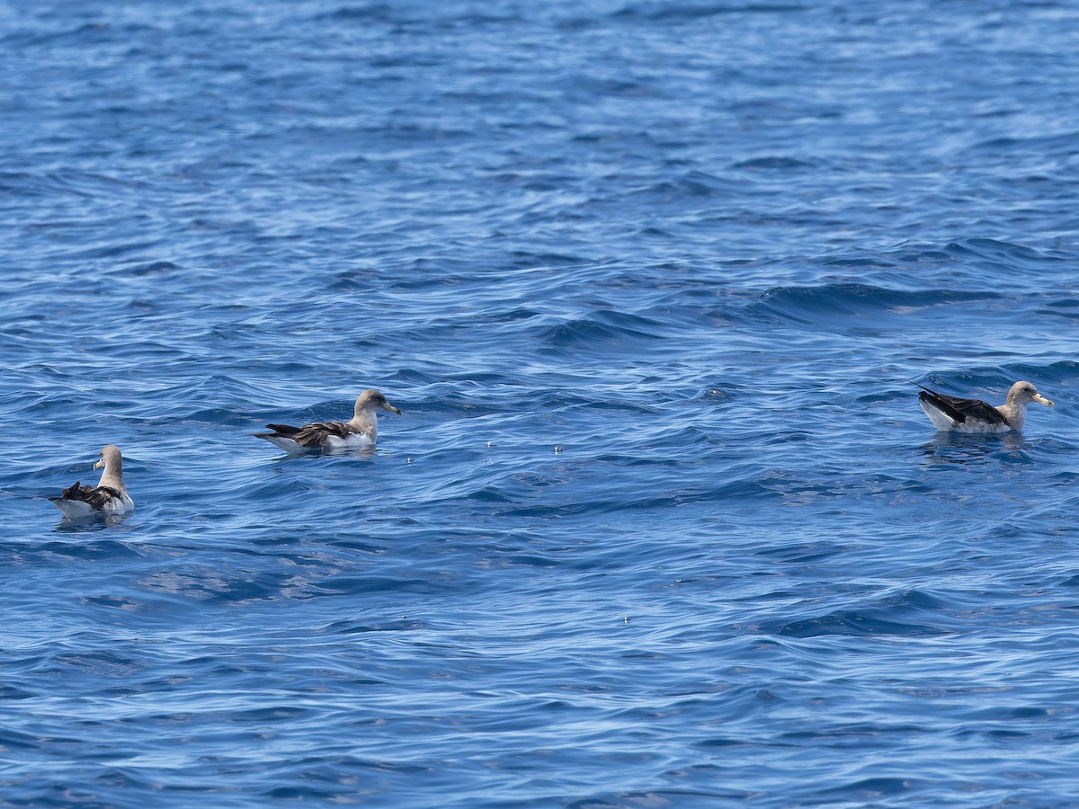 Cory's/Scopoli's Shearwater - ML642456108