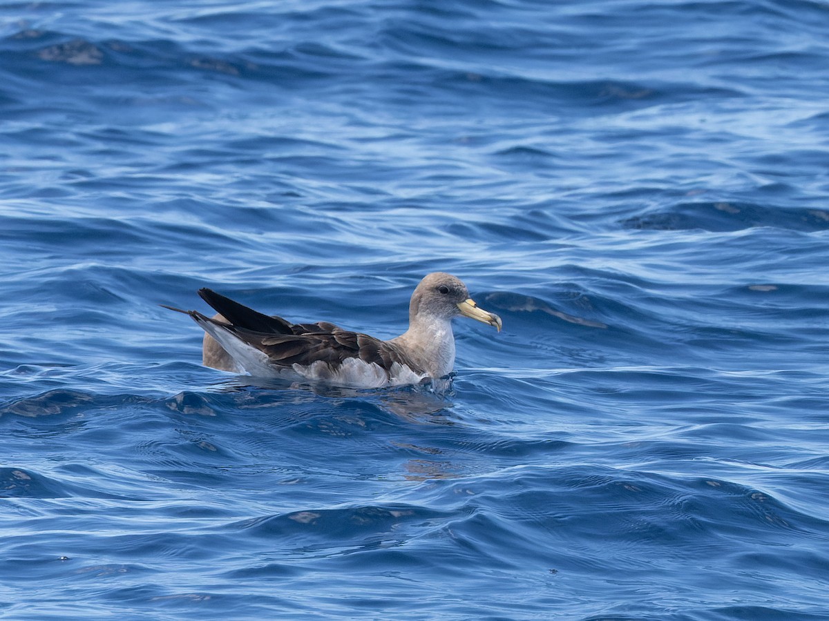 Cory's/Scopoli's Shearwater - ML642456109