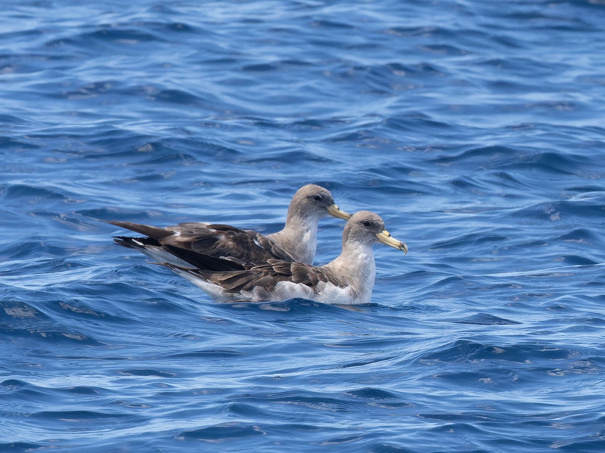 Cory's/Scopoli's Shearwater - ML642456110
