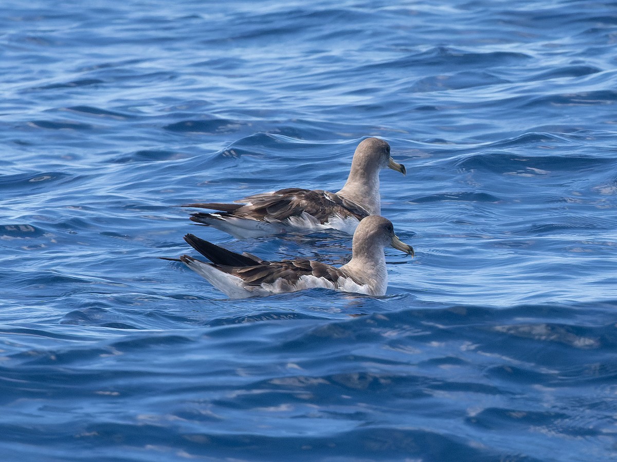 Cory's/Scopoli's Shearwater - ML642456111