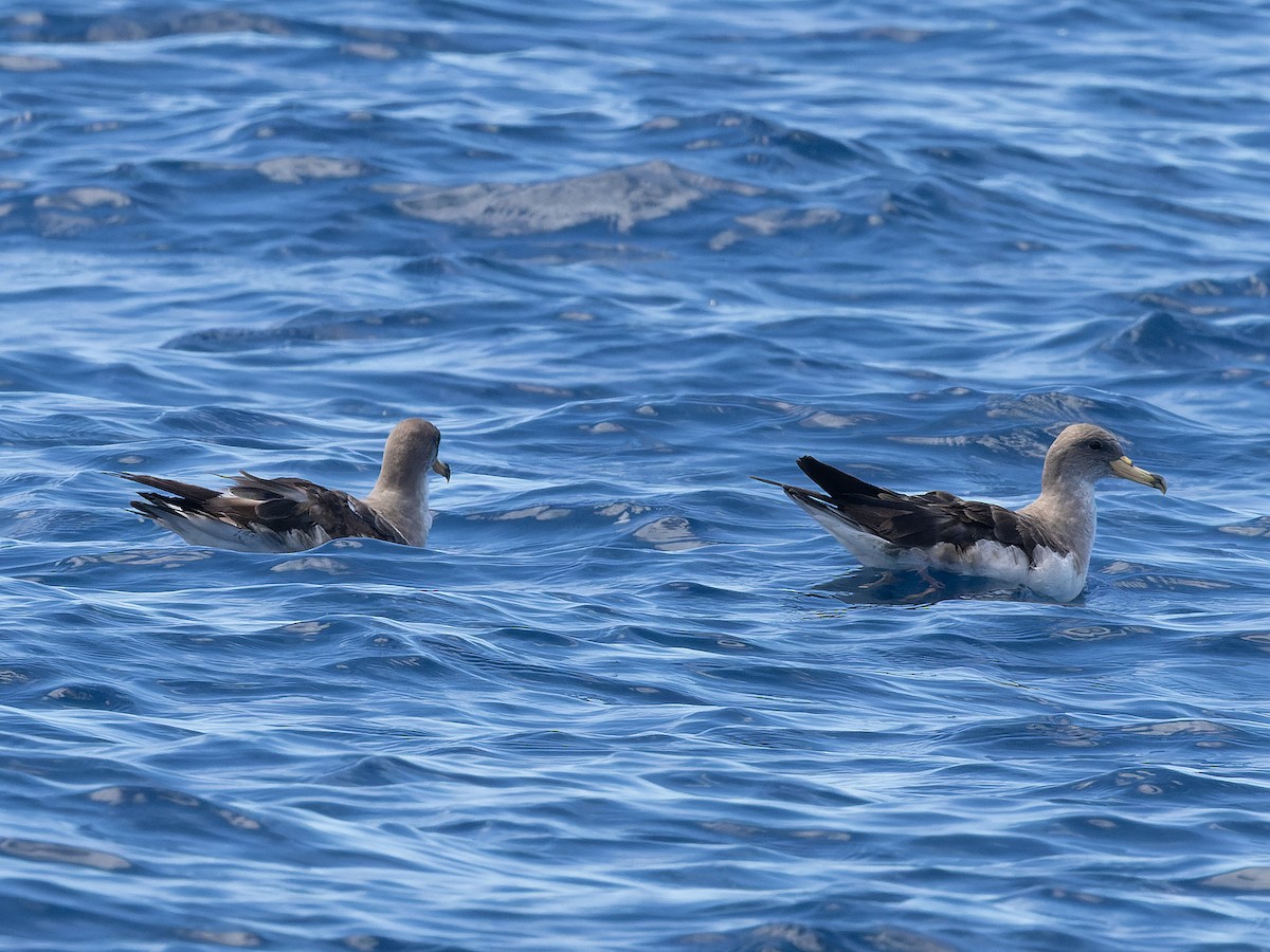 Cory's/Scopoli's Shearwater - ML642456113