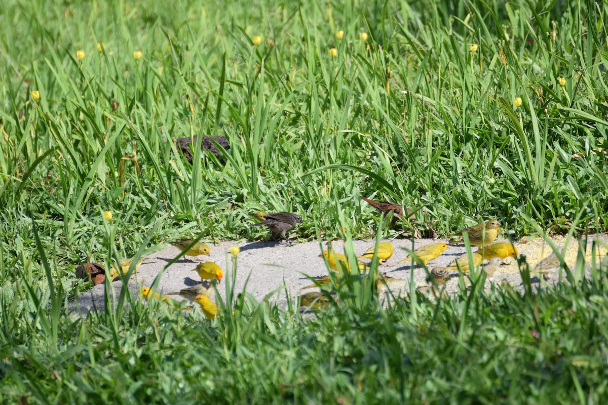 Saffron Finch - ML642456117