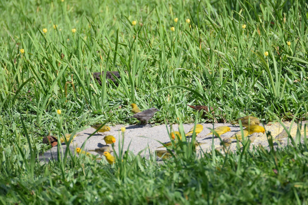 Saffron Finch - ML642456118
