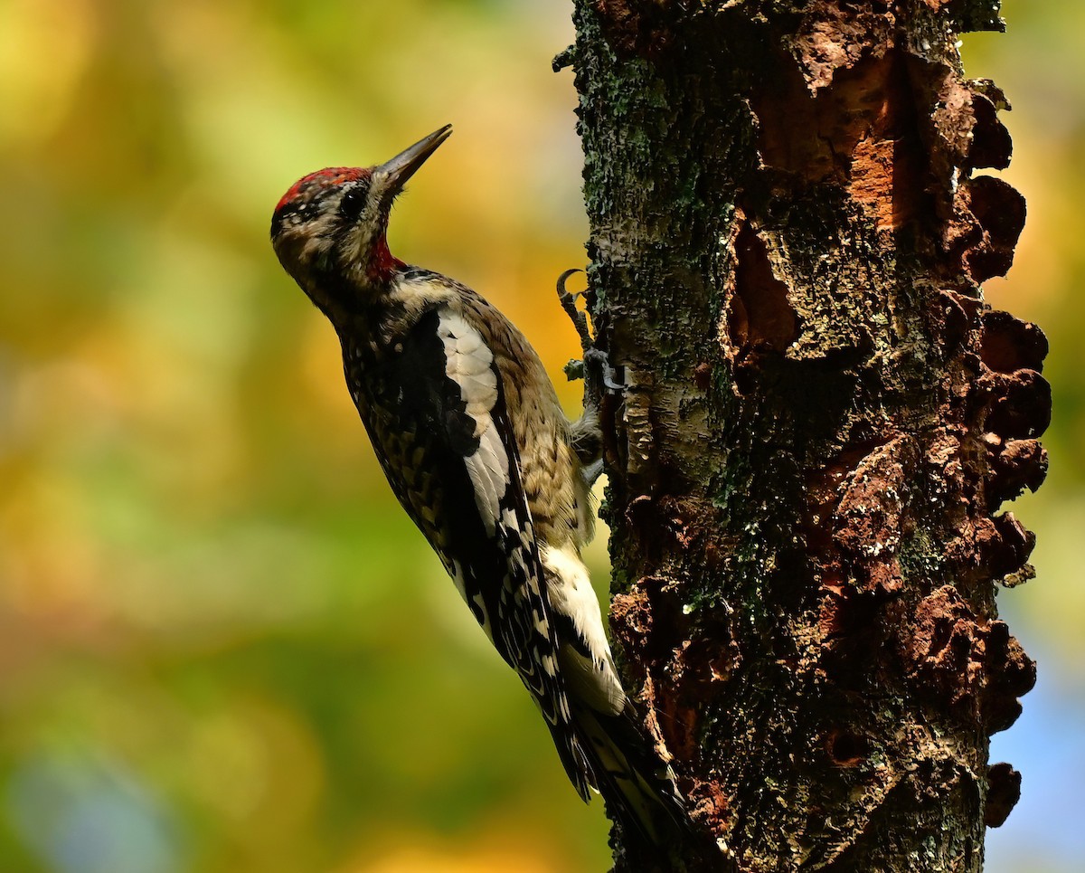 Yellow-bellied Sapsucker - ML642456122