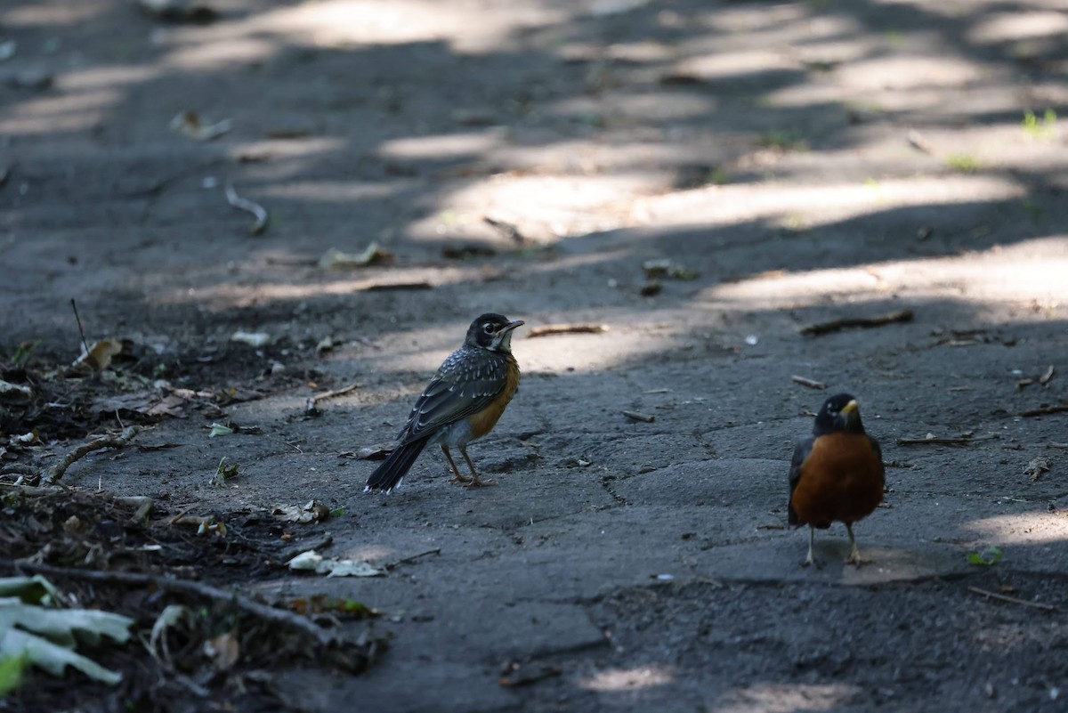 American Robin - ML642456135