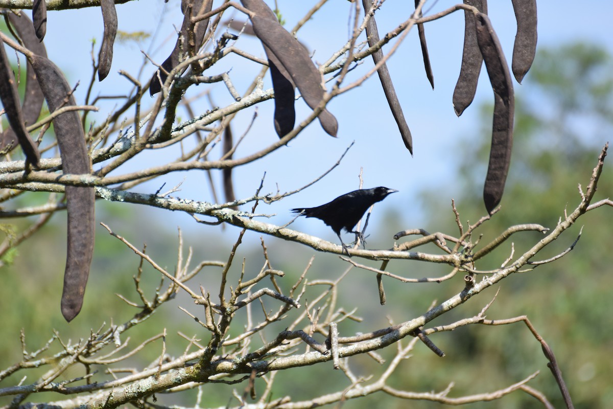 Chopi Blackbird - ML642456165