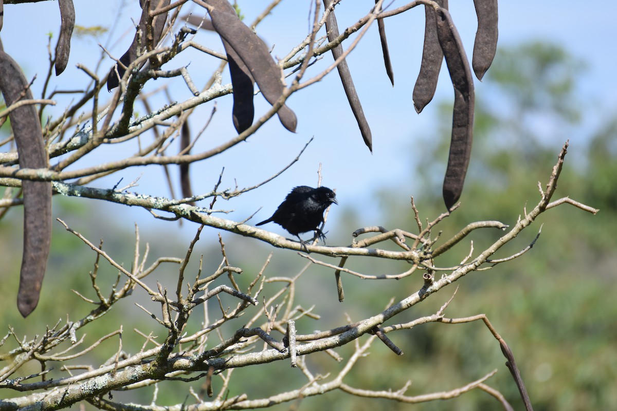Chopi Blackbird - ML642456173
