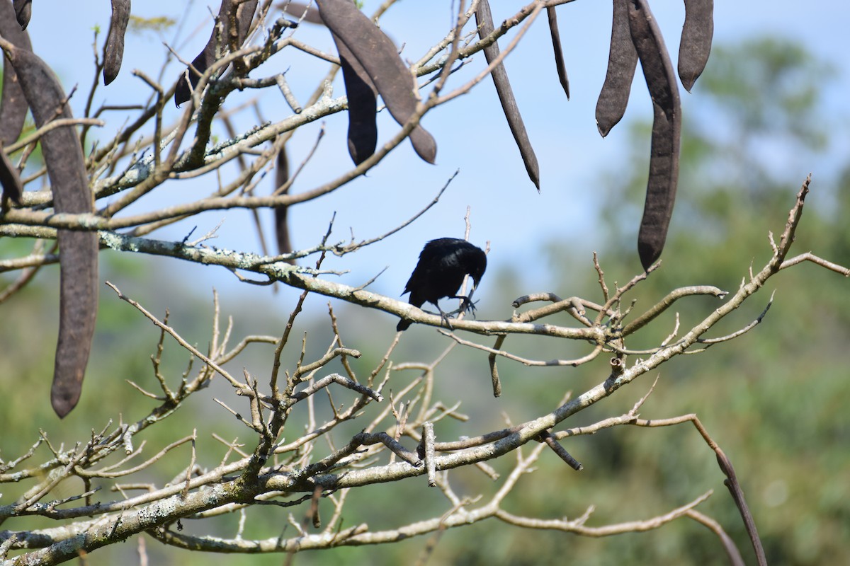 Chopi Blackbird - ML642456174