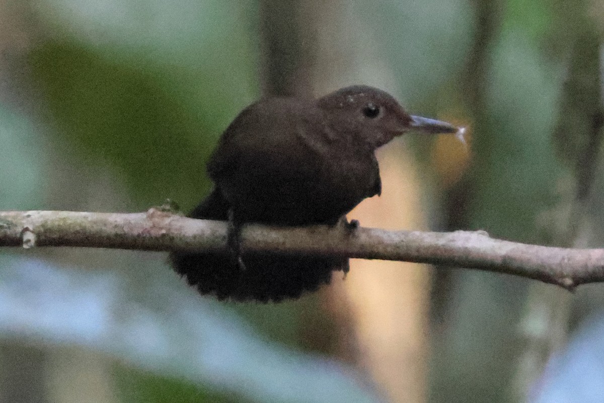 sepialøvvender - ML642456181