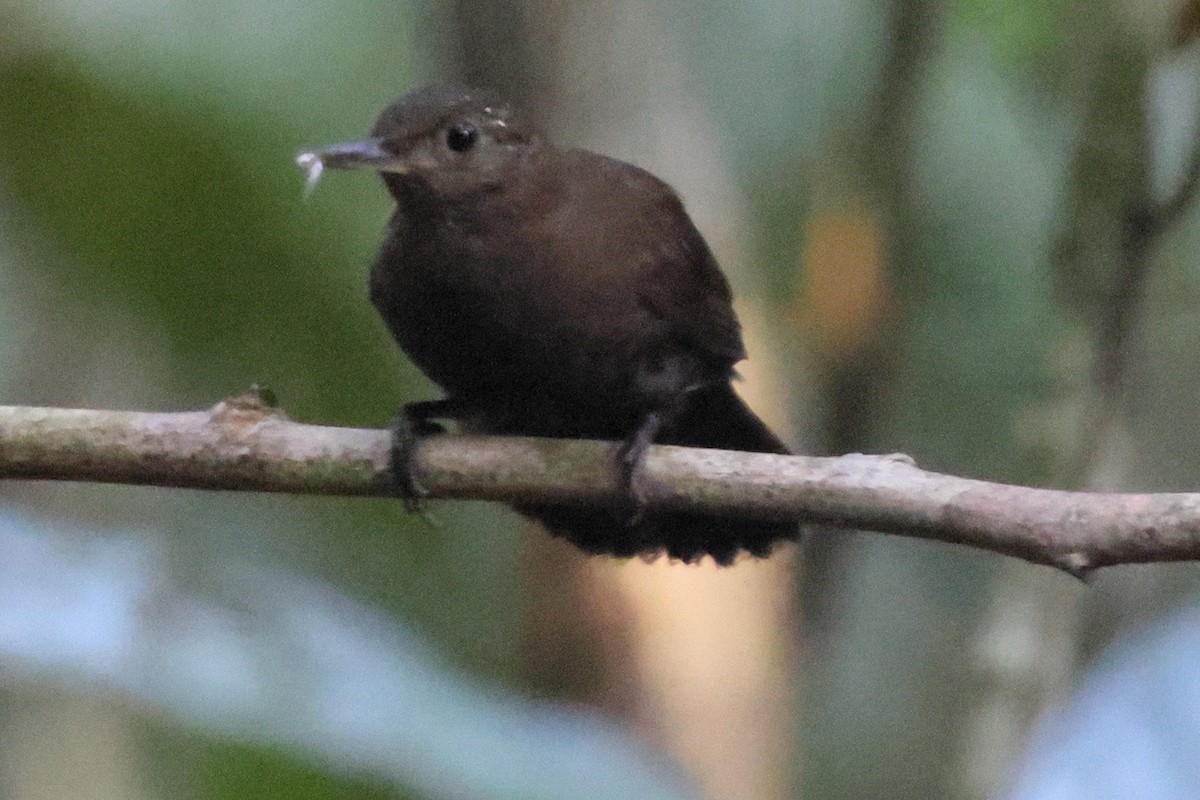 sepialøvvender - ML642456182