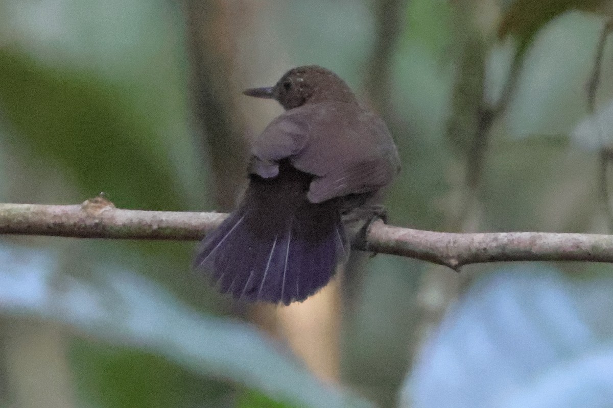 sepialøvvender - ML642456183