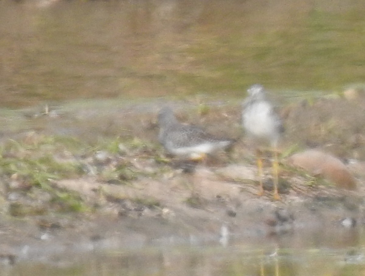Lesser/Greater Yellowlegs - ML642456216