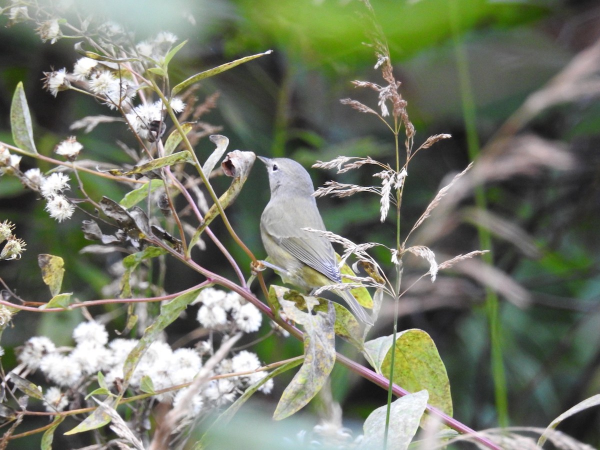 Orange-crowned Warbler - ML642456218