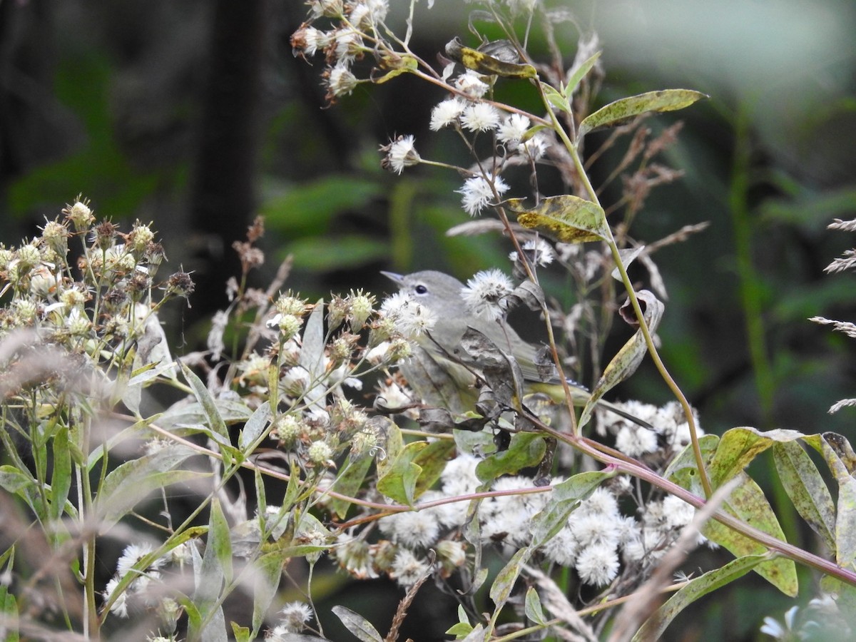 Orange-crowned Warbler - ML642456219