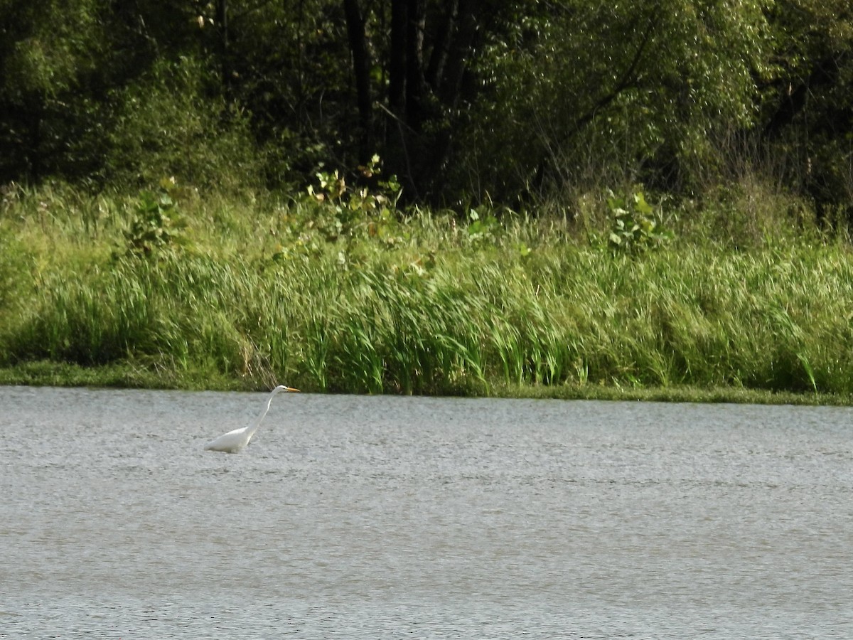 ダイサギ - ML642456248