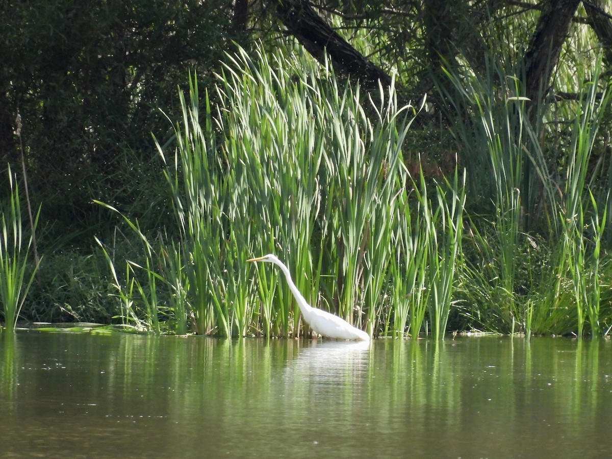 ダイサギ - ML642456249