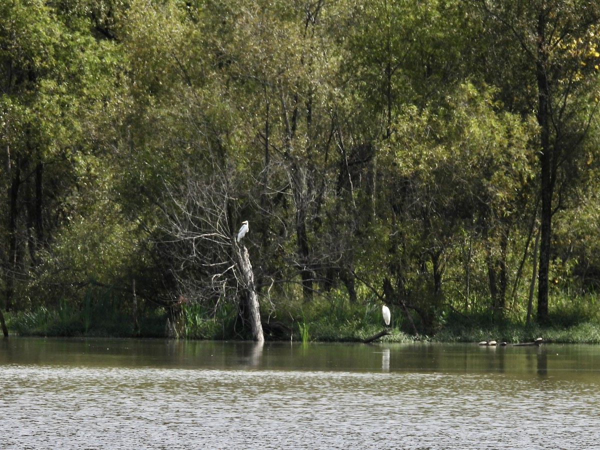 ダイサギ - ML642456250