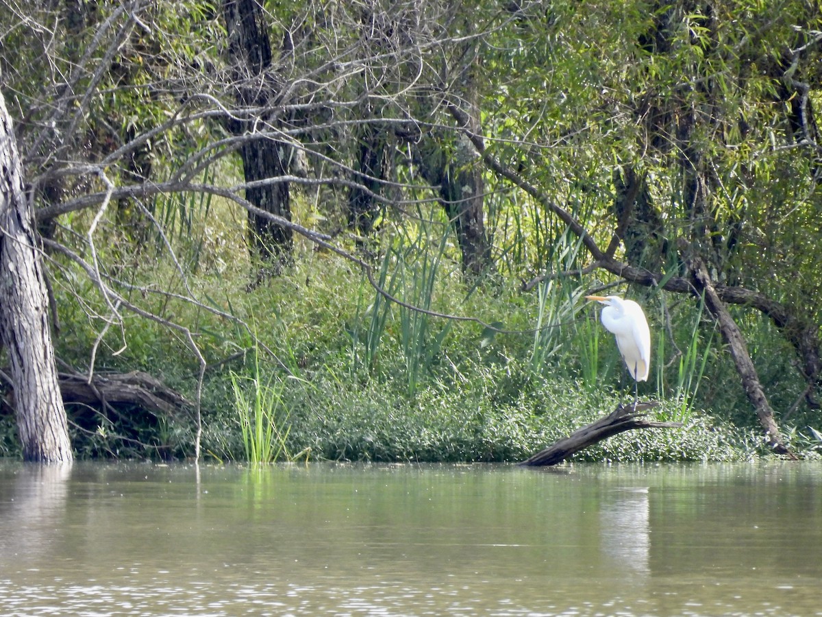 ダイサギ - ML642456251