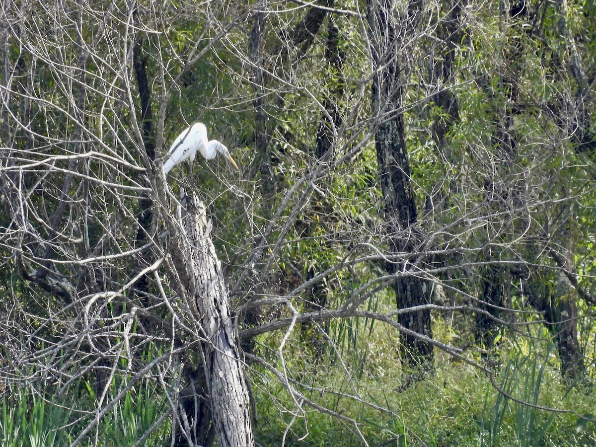 ダイサギ - ML642456252