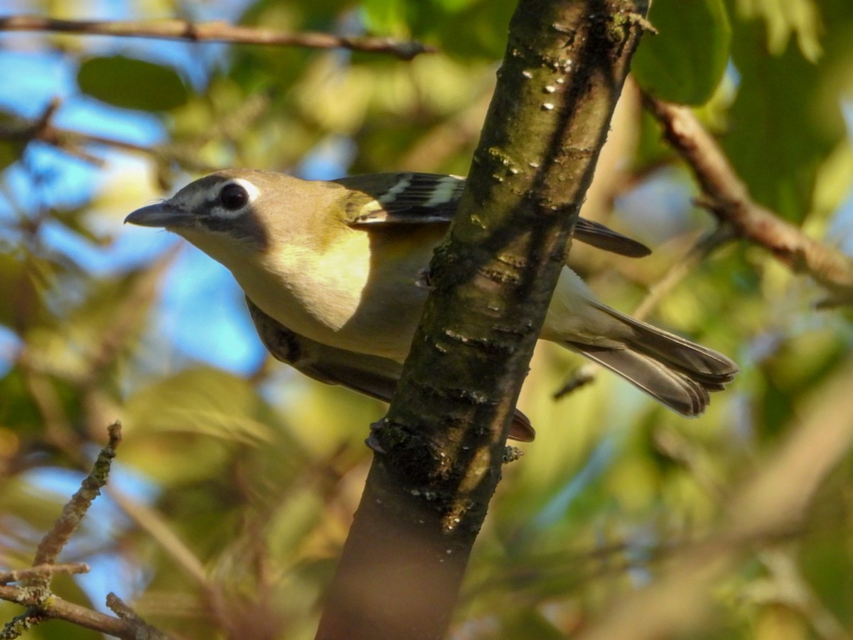 Blue-headed Vireo - ML642456258