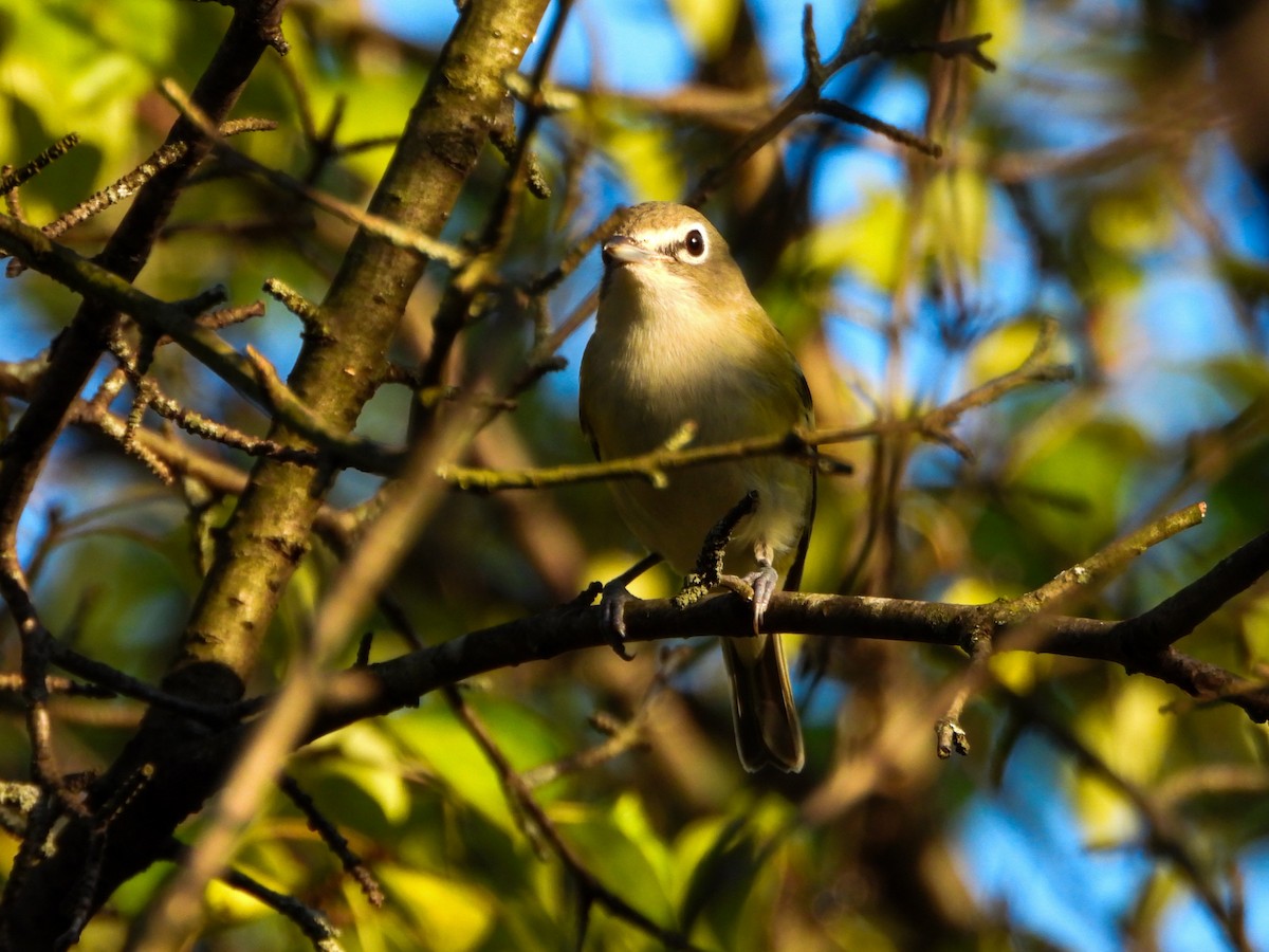 Blue-headed Vireo - ML642456259