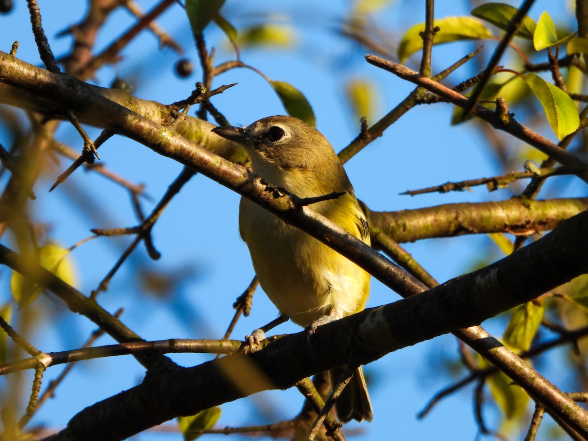 Blue-headed Vireo - ML642456260