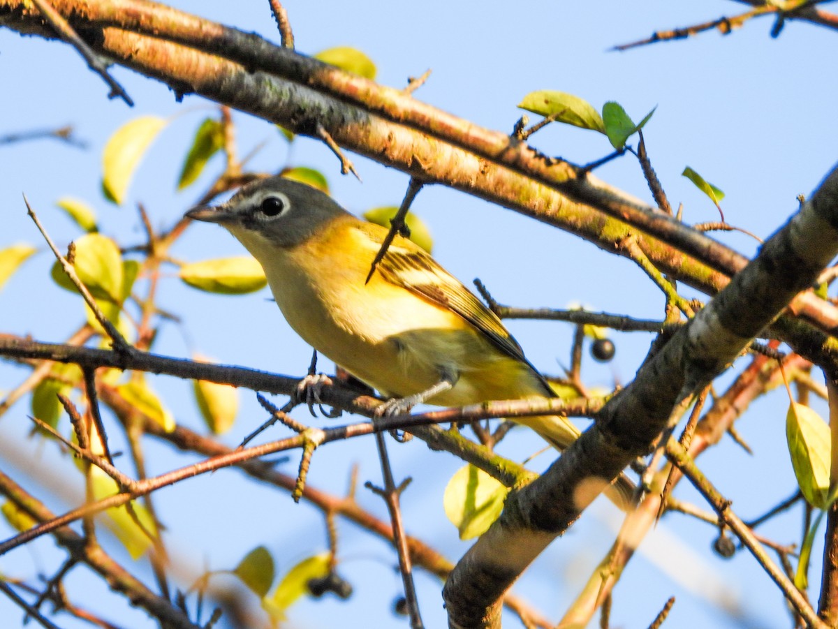 Blue-headed Vireo - ML642456261