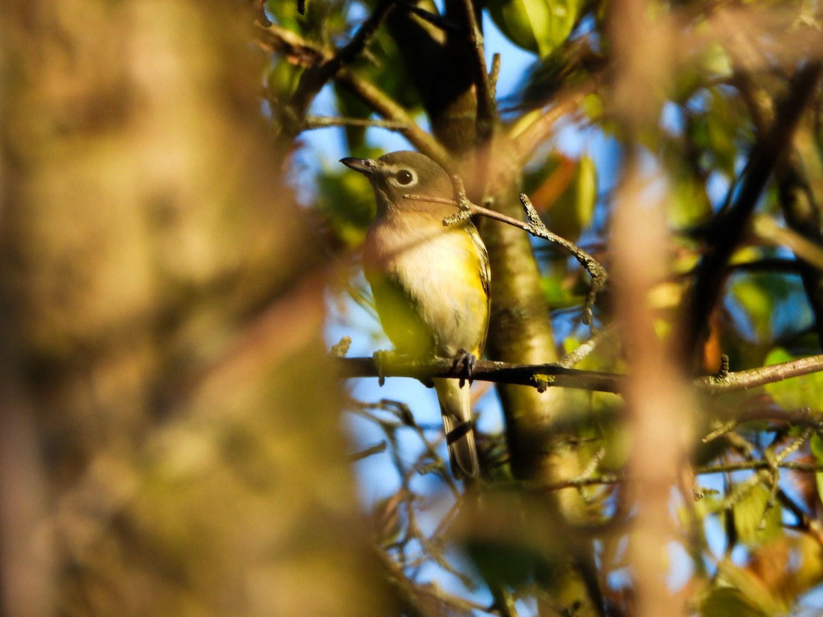 Blue-headed Vireo - ML642456262