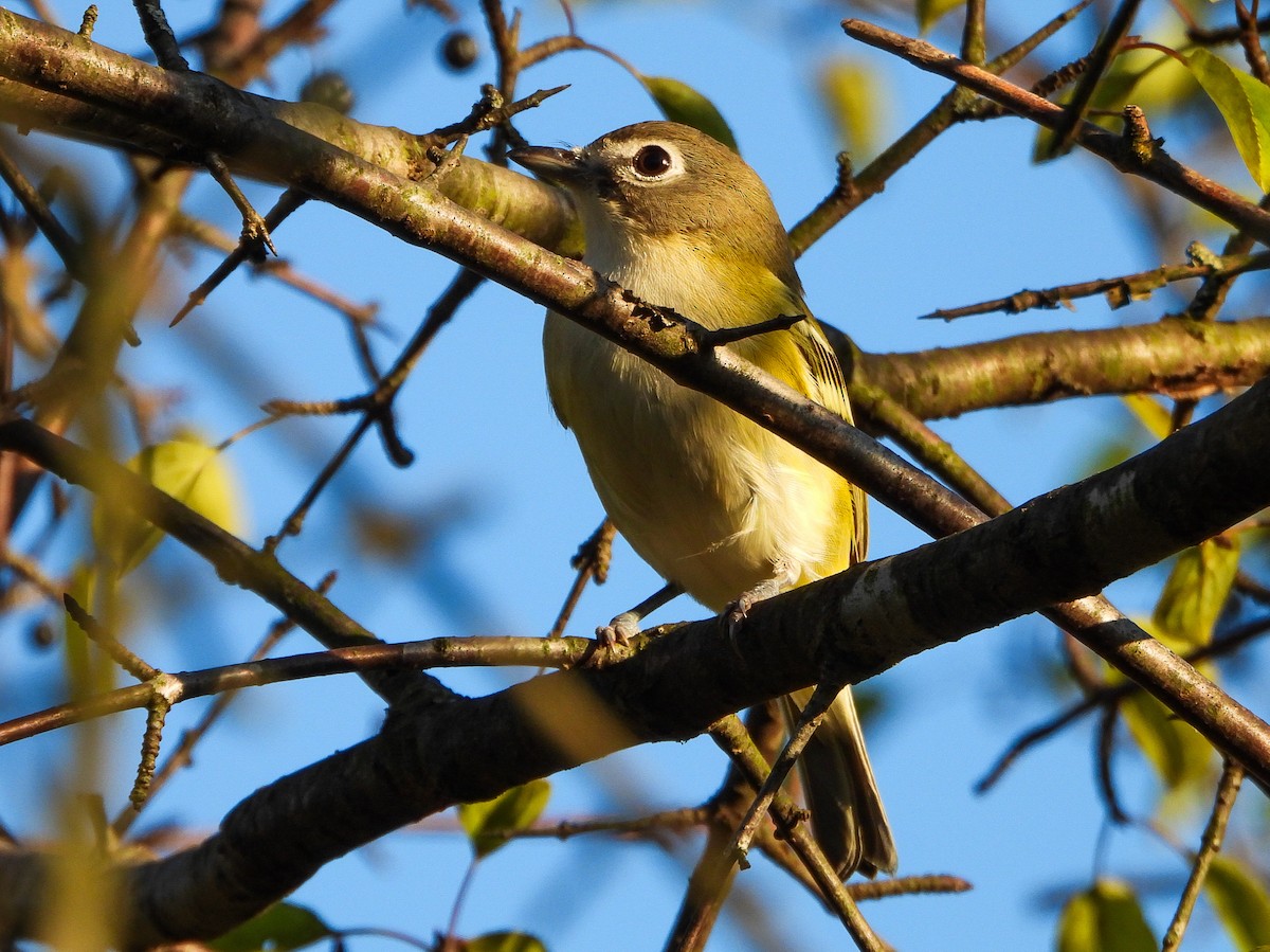 Blue-headed Vireo - ML642456264