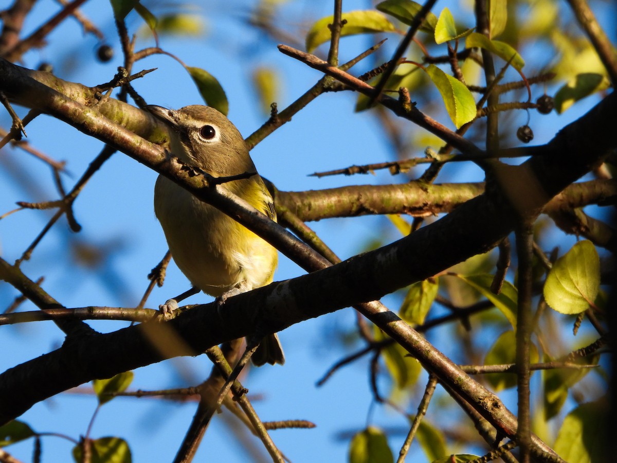 Blue-headed Vireo - ML642456265
