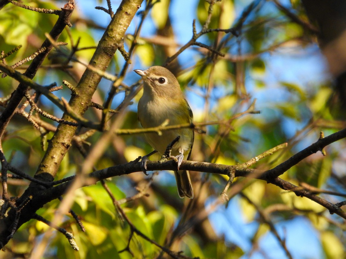 Blue-headed Vireo - ML642456266