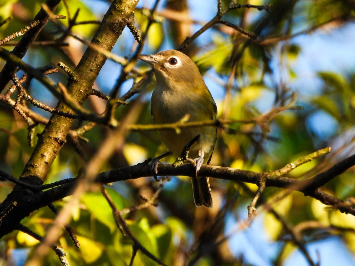 Blue-headed Vireo - ML642456267