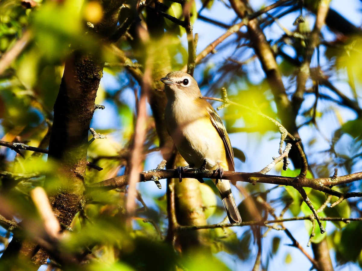 Blue-headed Vireo - ML642456269